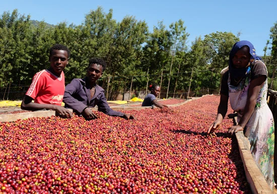 konga3.jpg?type=w966