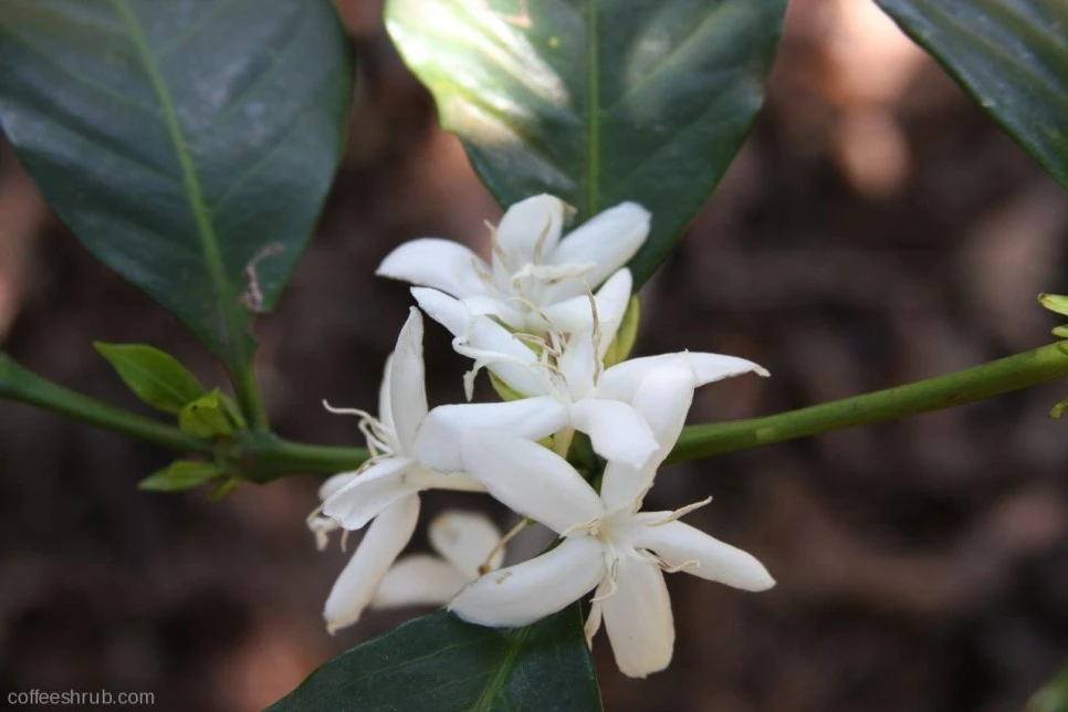 Guatemala_Acatenango3.jpg?type=w966