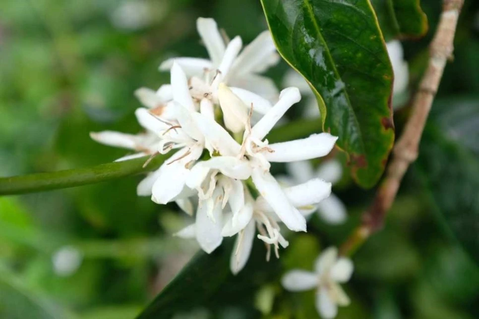 img_0980.jpg?type=w966