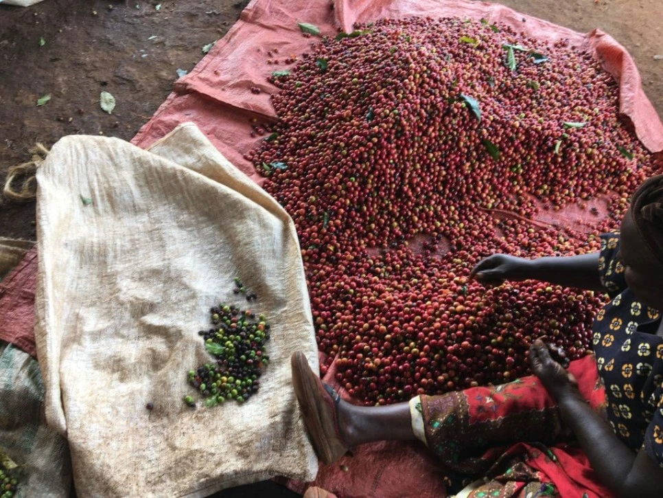 IMG-20171205-WA0033-1024x768.jpg?type=w966