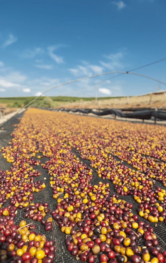 farm-3.png?type=w966