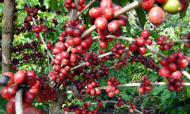 CRV_Coffee_Culture_Article2.jpg?type=w966