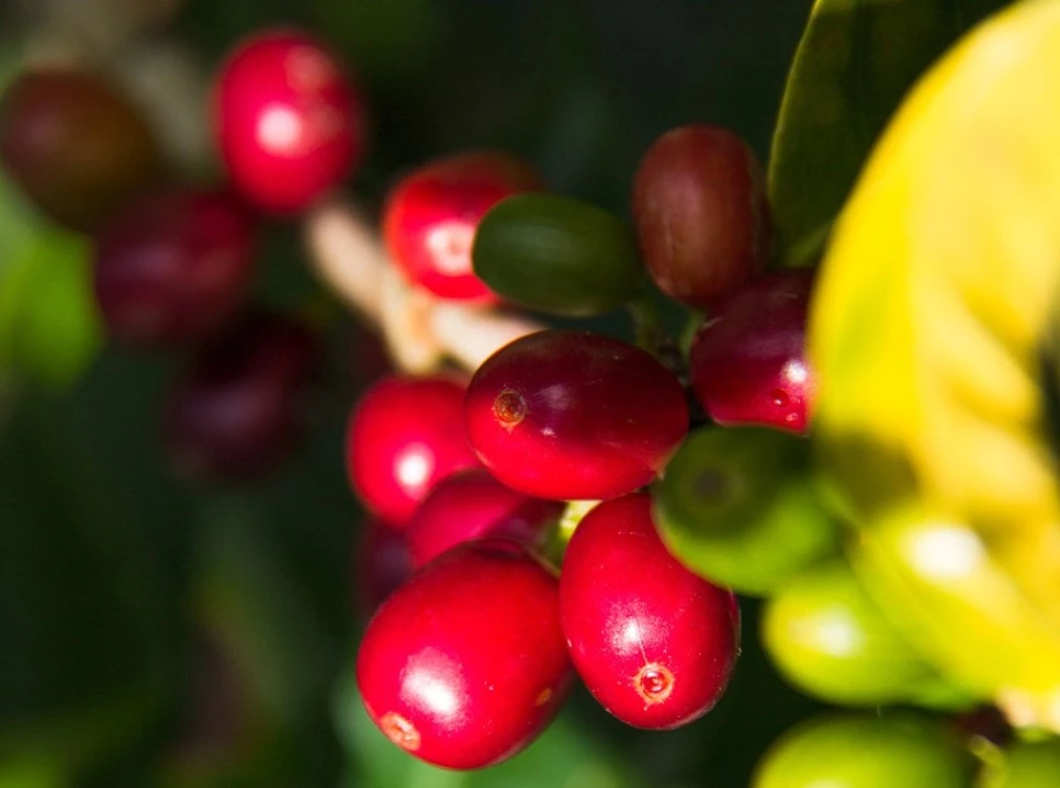 panama-varietal-geisha-2er-high-04-(1).jpg?type=w966