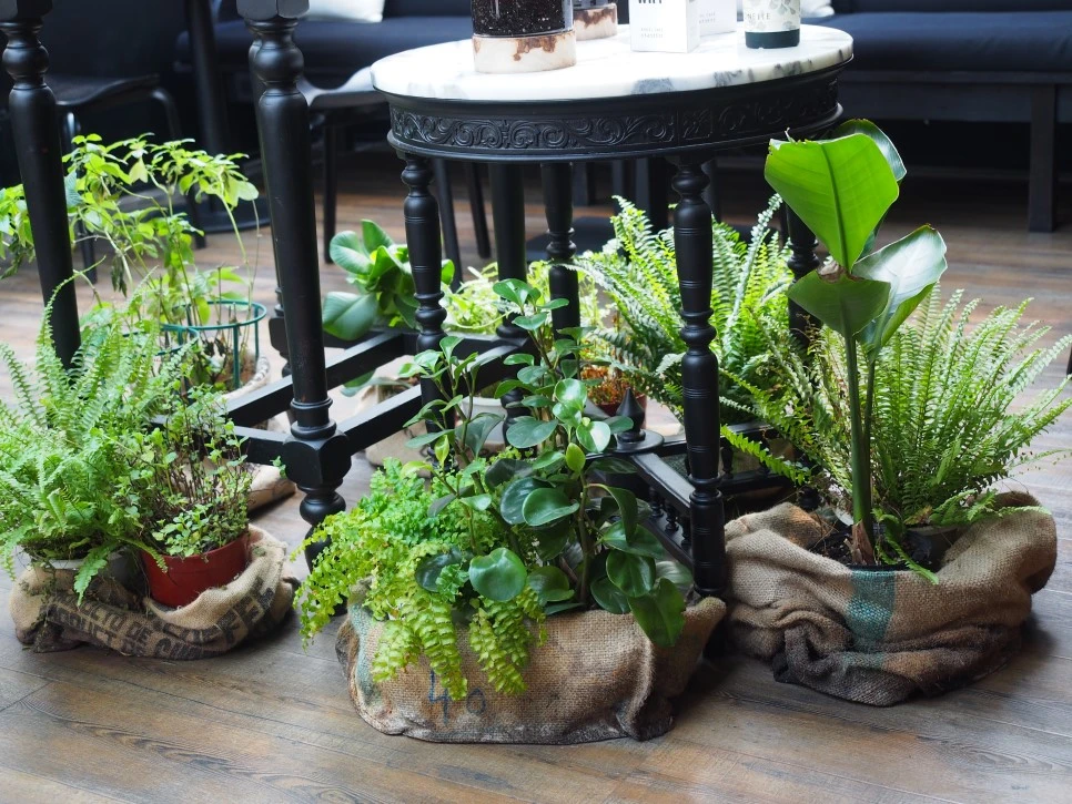 P3110373.JPG?type=w966