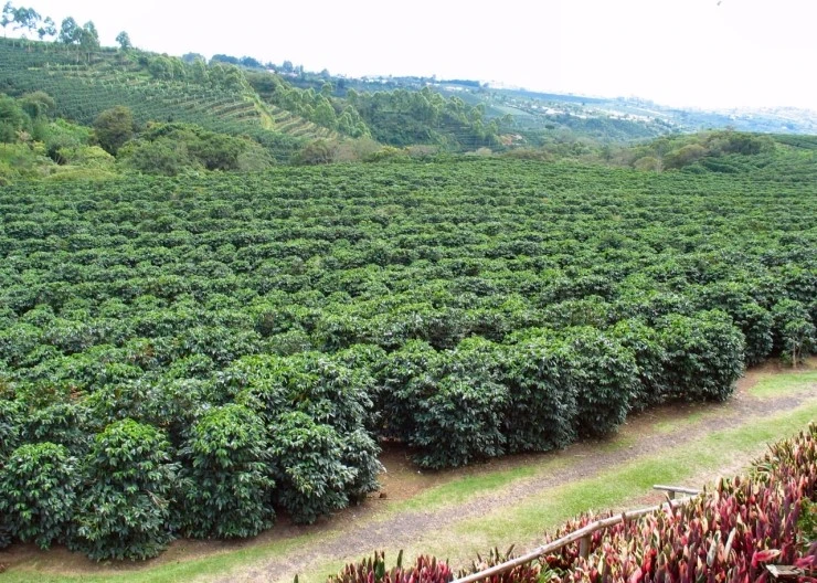 01820Coffee20Plantation.jpg?type=w966
