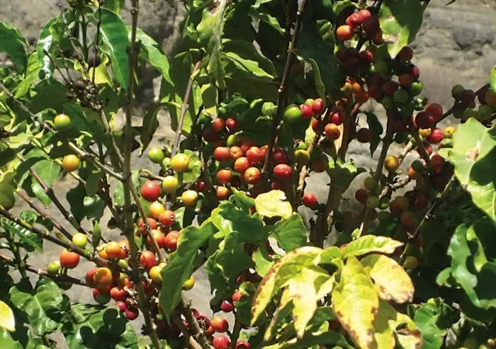 https-__www.tharawat-magazine.com_images_TmagArticleImages_2012_2012-07-01-famil.jpg?type=w773