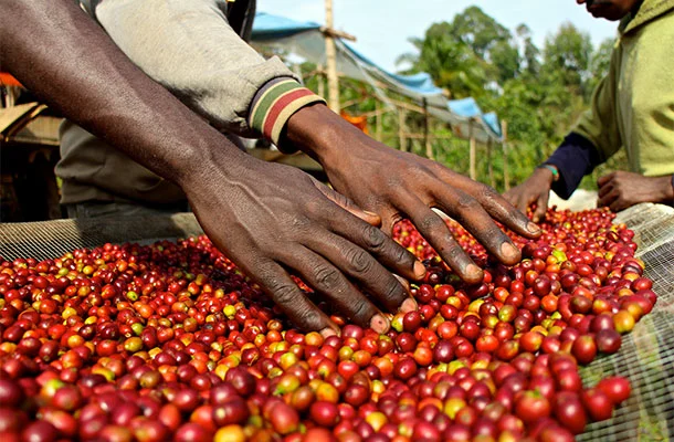 beans-hands.jpg?type=w966