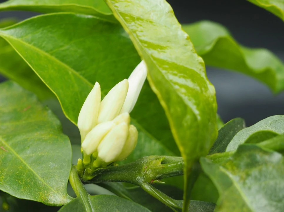 rungetoBACK.jpg?type=w966