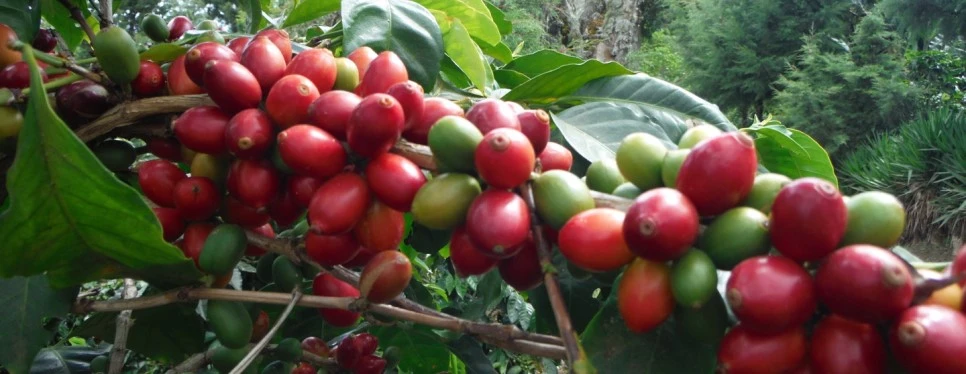 Miravalle-Pacamara-1440px.jpg?type=w966