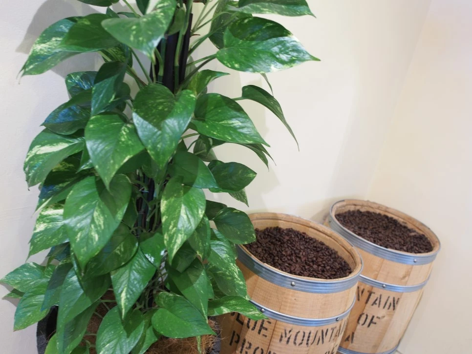 P9070248.JPG?type=w966