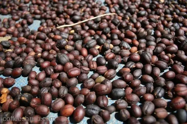 Close-up20of20coffee20drying__2.jpg?type=w966