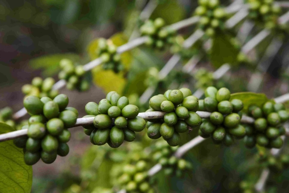 kona-coffee-cherries-589b8c1e5f9b58819c9fb5e5.jpg?type=w966