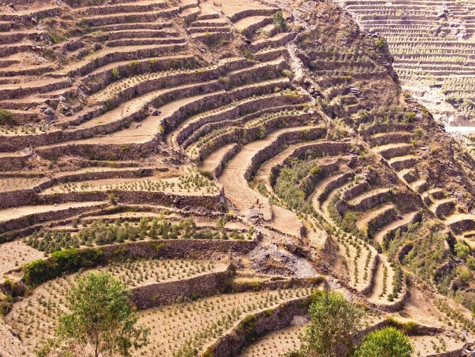 YemenCoffeeTerracesPic.jpg?type=w966