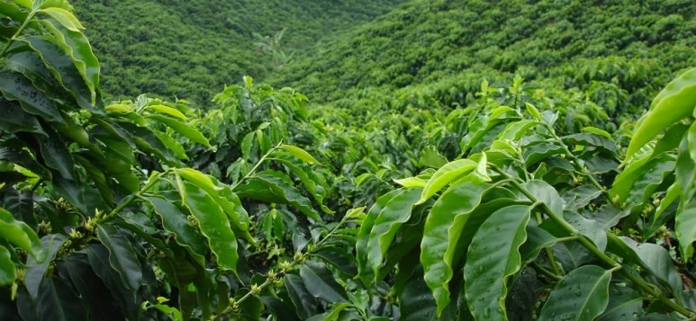 kohvipuud.jpg?type=w773