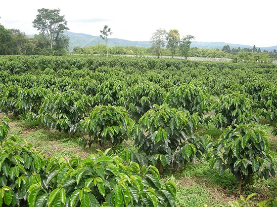 coffee-plants-field.jpg?type=w966