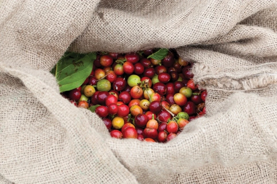 coffee-cherry-in-bag.jpg?type=w966