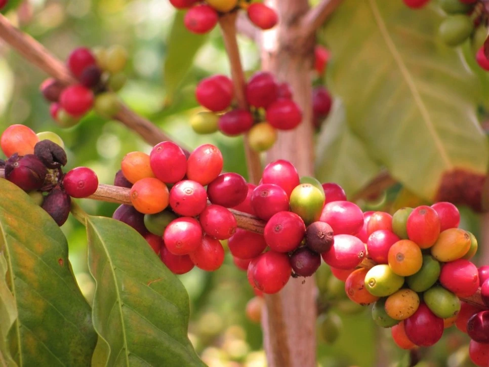 hawaii-kona-coffee-harvest.jpg?type=w966