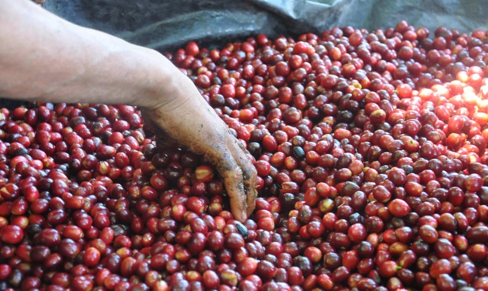 DSC_0796.jpg?type=w966