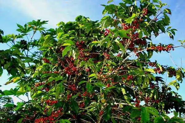 5-Favorite-Coffee-Plantations-Cafe-Ruiz-web-2.jpg?type=w773