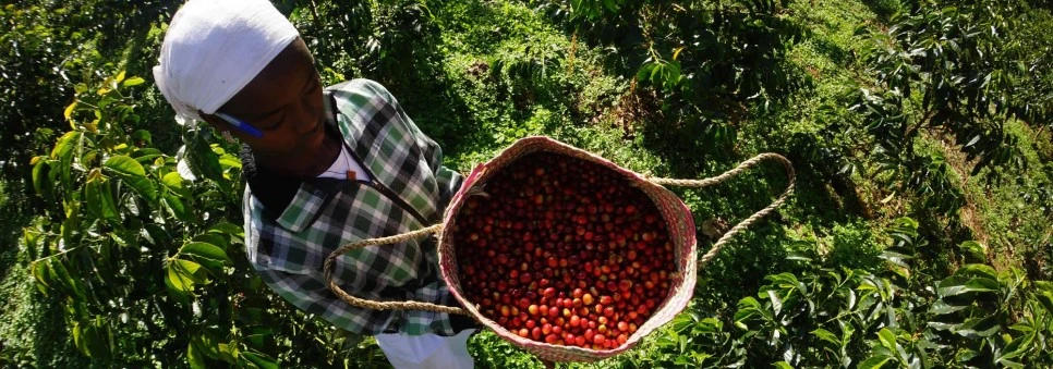 ethiopia_Gesha_village.jpg?type=w966