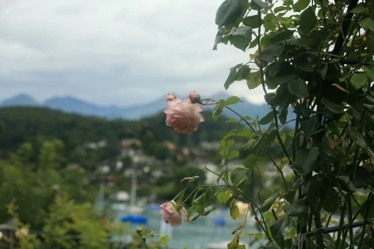 IMG_0093.JPG?type=w1