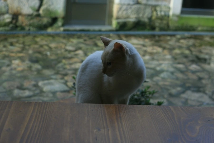 IMG_1180.JPG?type=w1