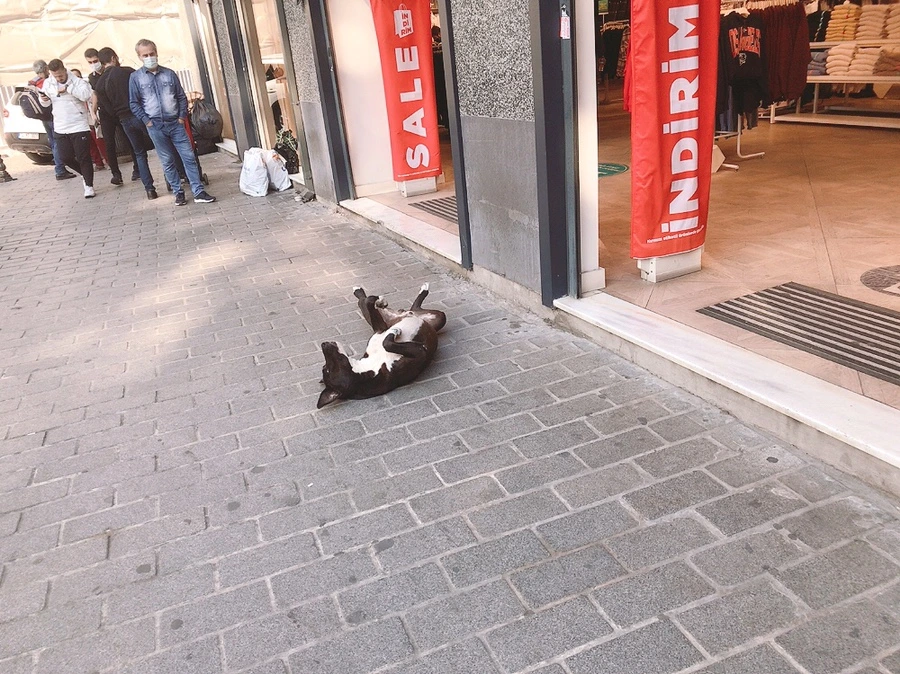 IMG_3113.JPG?type=w1