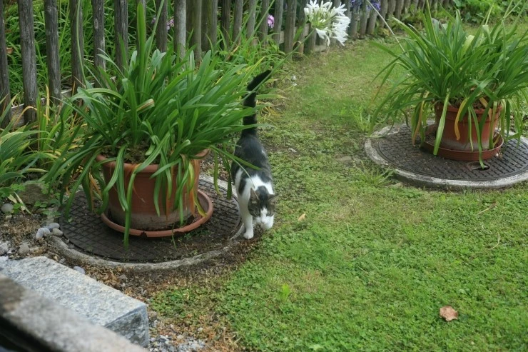 IMG_0035.JPG?type=w1