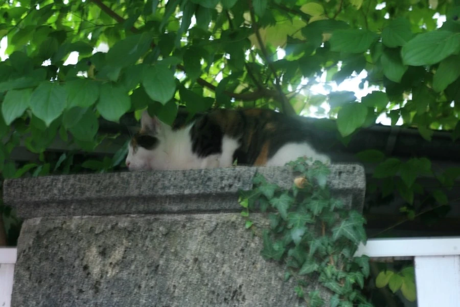 IMG_0180.JPG?type=w1