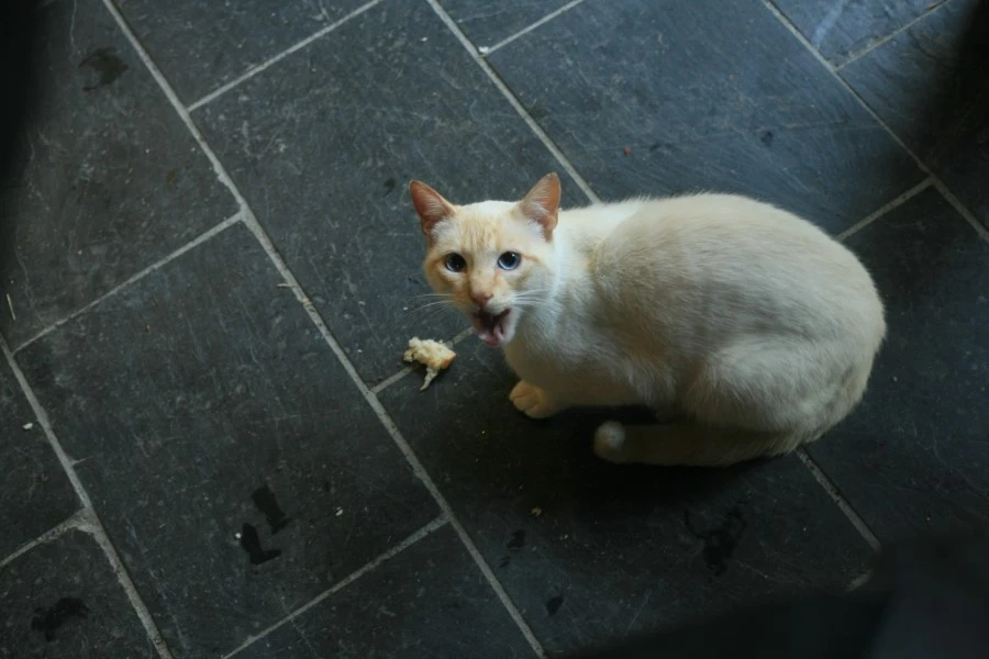 IMG_1177.JPG?type=w1