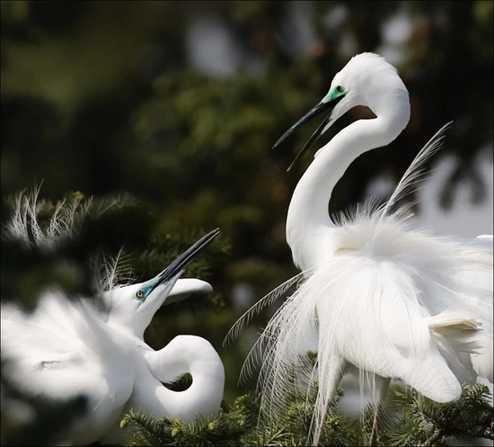 %B9%E9%B7%CE.jpg?type=w3