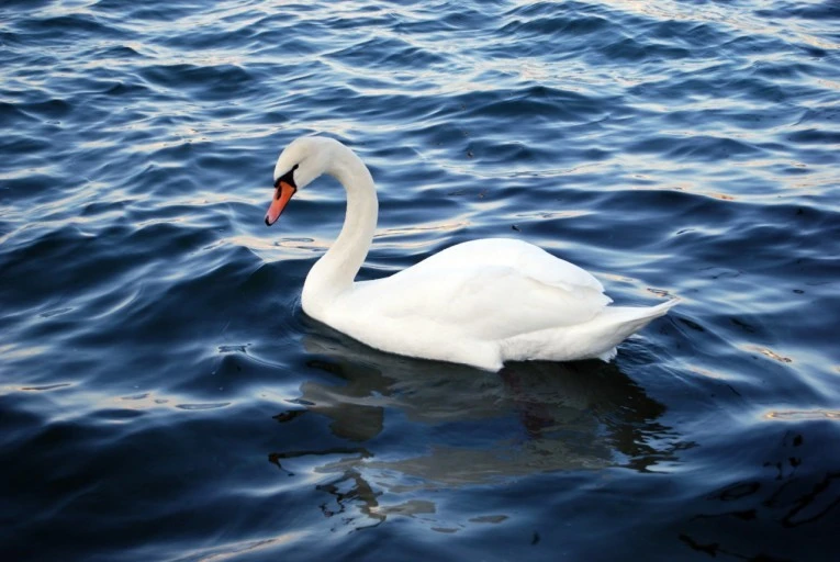 ?src=http%3A%2F%2Fblogfiles.naver.net%2FMjAyMjA0MjJfMTU5%2FMDAxNjUwNjIxMjAyMzMx.53DLXlD_KOVUftZRiv_onzhXZG4LUOP60V79yrTVrAQg.KMkcx-vV8XTUmS_5vPOlIwtIe81aagswKCKE9M9ZWVog.JPEG.sunshower0226%2F%25B4%25D9%25BF%25EE%25B7%25CE%25B5%25E5%25C6%25C4%25C0%25CF.jpg&type=sc960_832