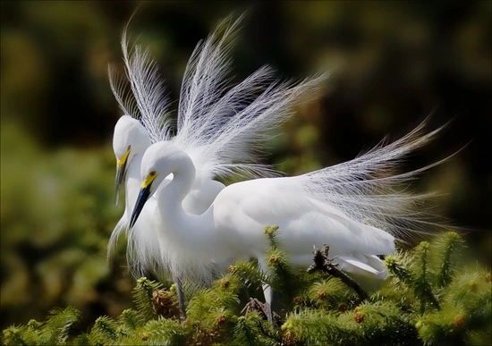 %B9%E9%B7%CE4.jpg?type=w3