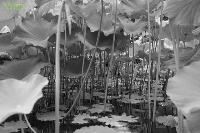 DSC06803.jpg?zoom=0.8999999761581421&resize=640%2C427