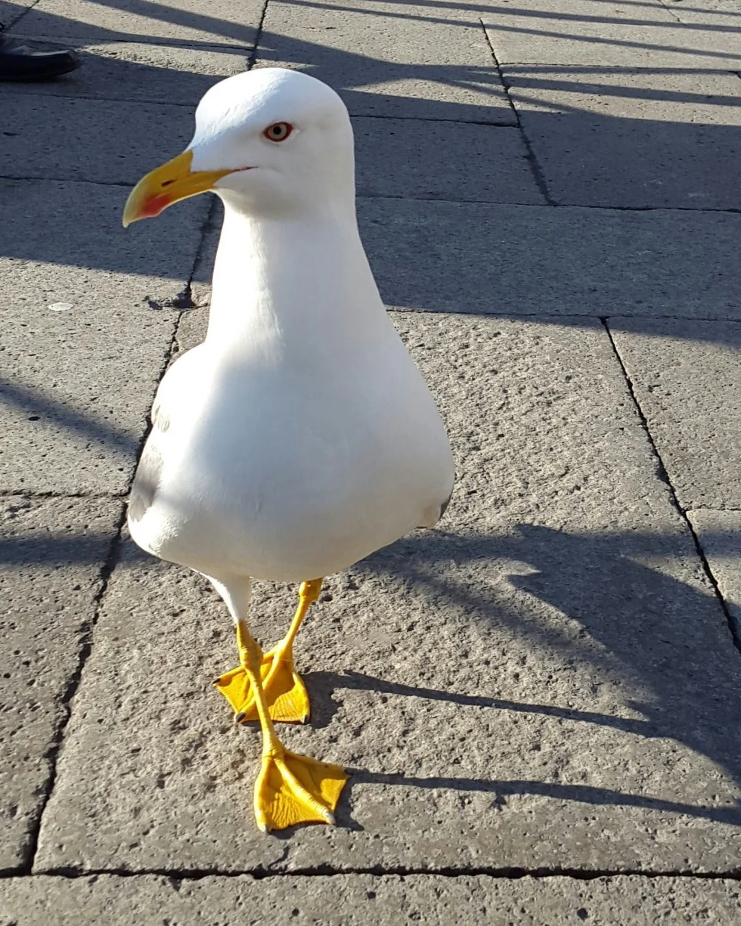 img.jpg?convert=1080x*