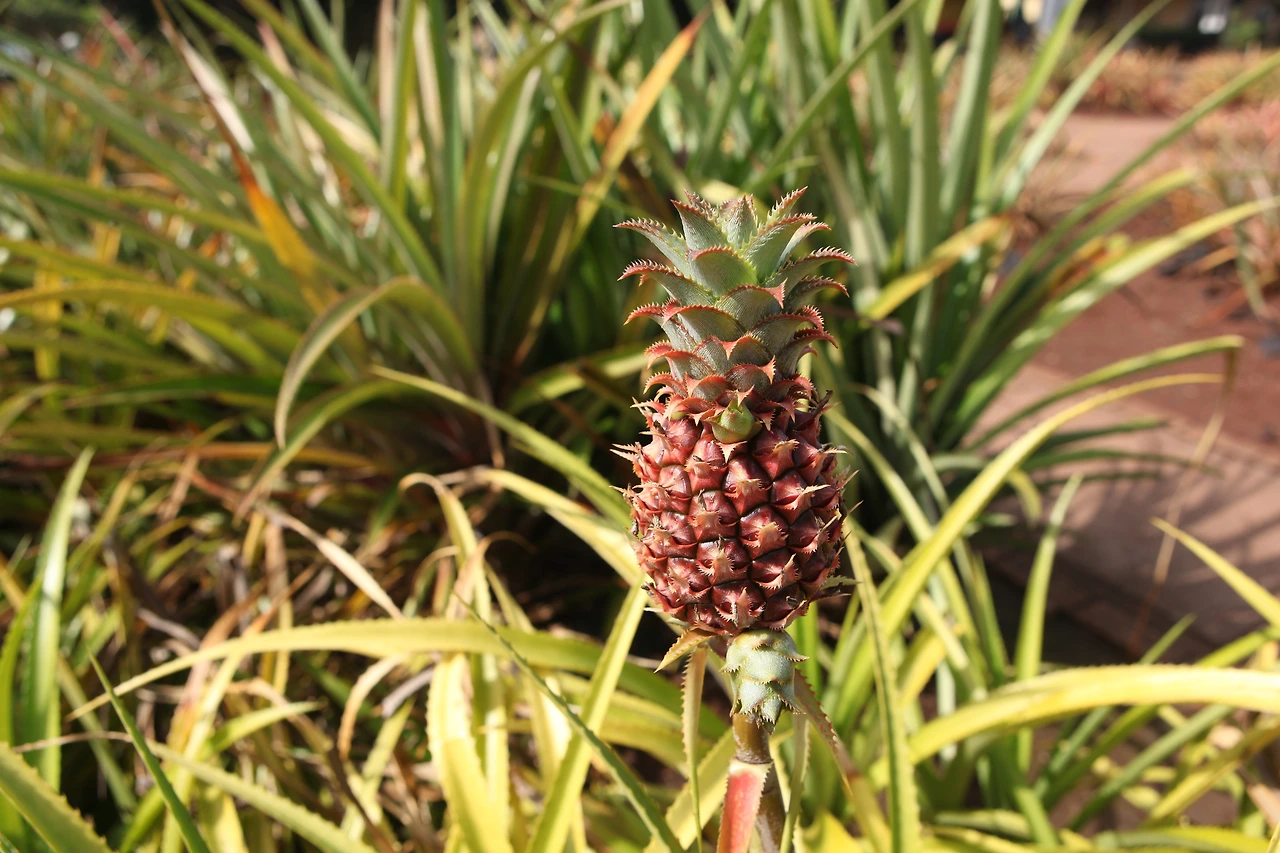 0003.jpg.파인애플이 귀엽게 자라고 있다..JPG