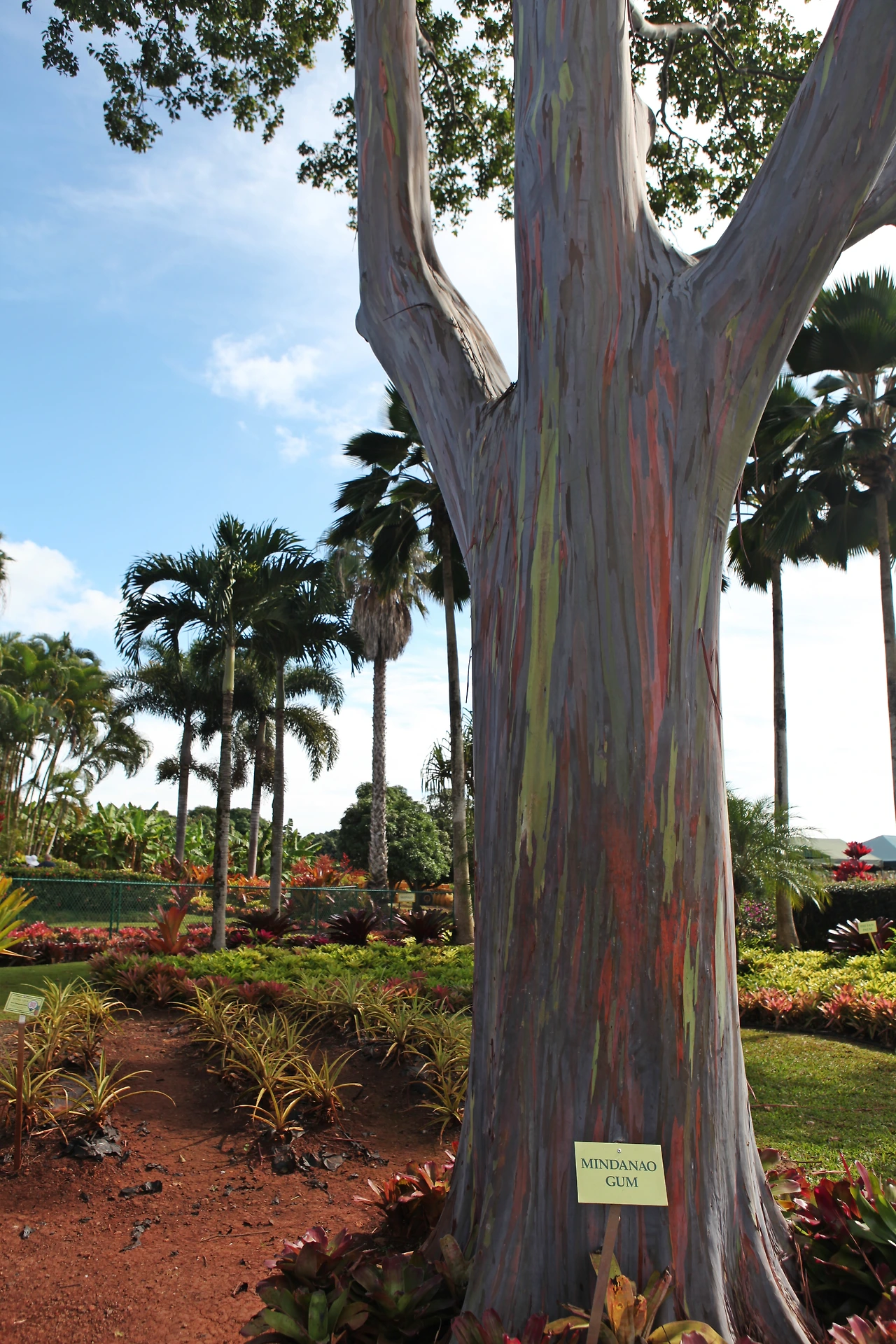 0004.jpg.민다나오 검의 나무결이 여러가지 색이다).JPG