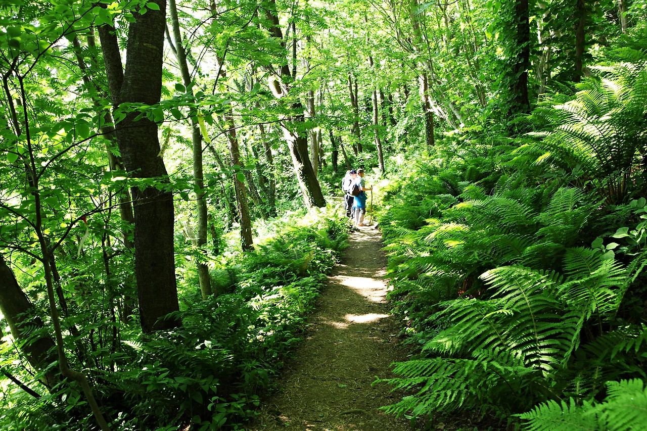 0016.jpg 성인봉 오르는 길은 우거진 숲속 오솔길이다..JPG