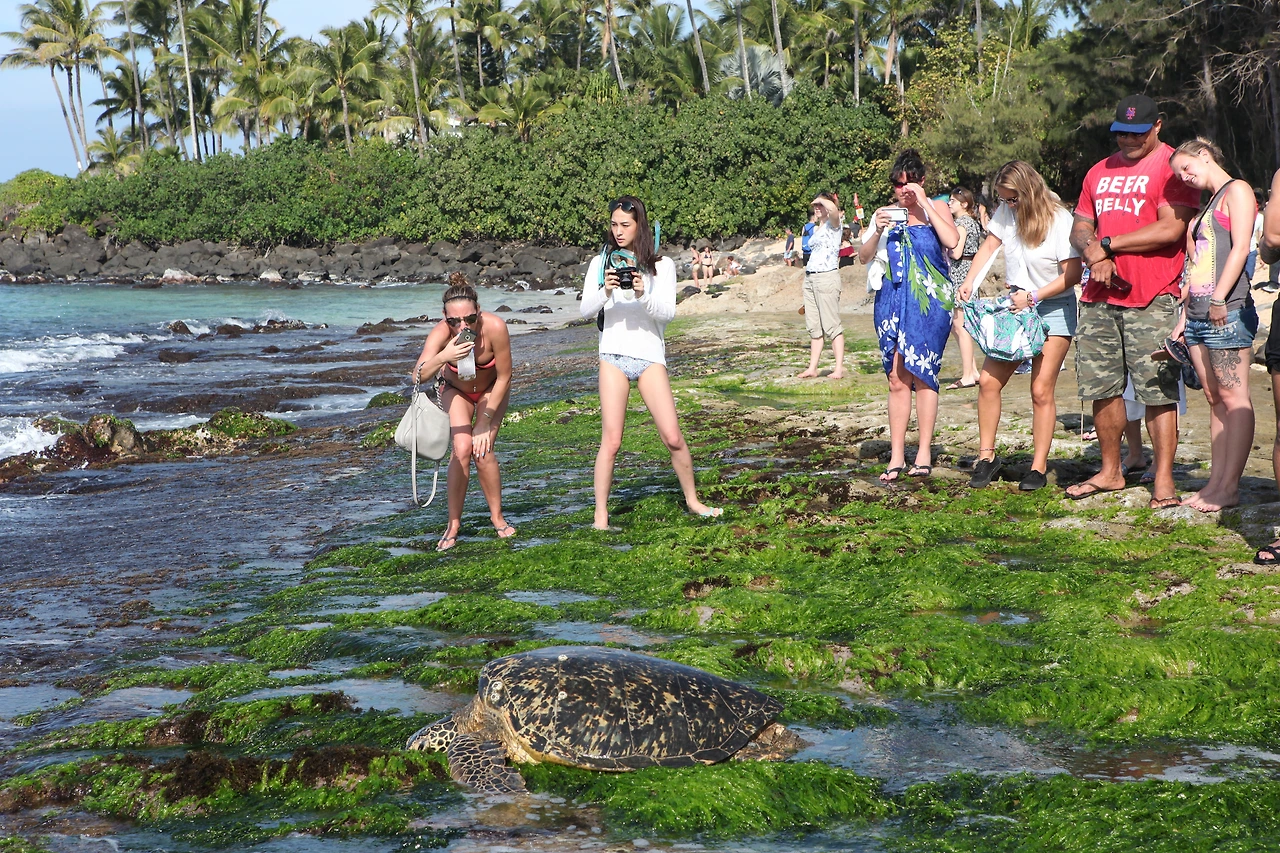 0005.jpg. 터들비치에 거북이가 나타났다..JPG