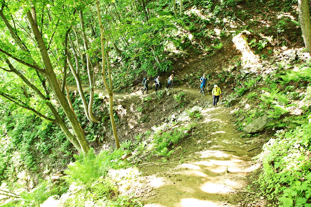 0015.jpg 꼬불꼬불 난 길은 걷기에 딱 좋은 완만한 오르막이다..JPG