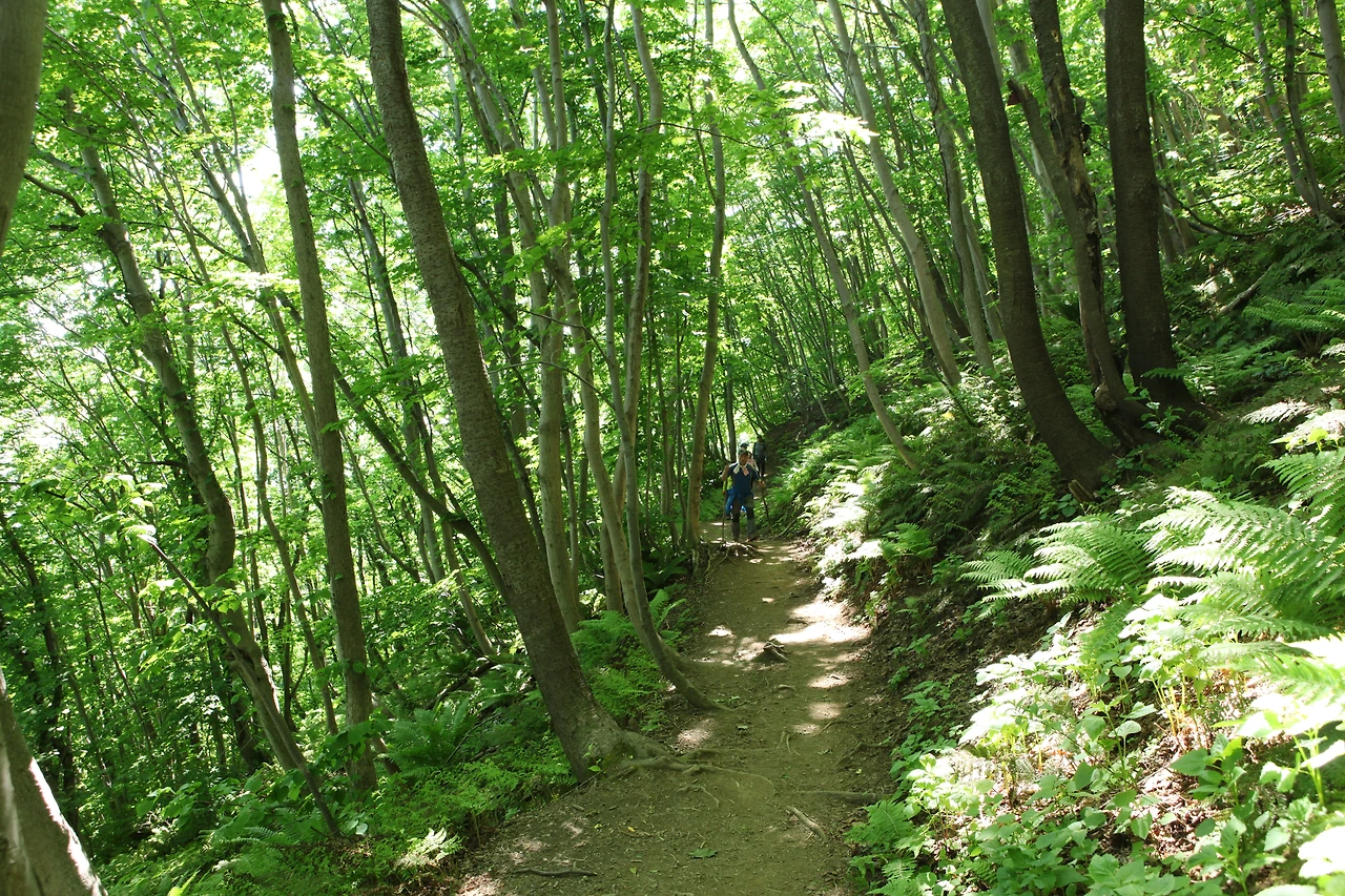 0017.jpg 성인봉으로 가는 길은 오르막 뒤에 반드시 평지가 나타나 숨을 고르게 한다..JPG