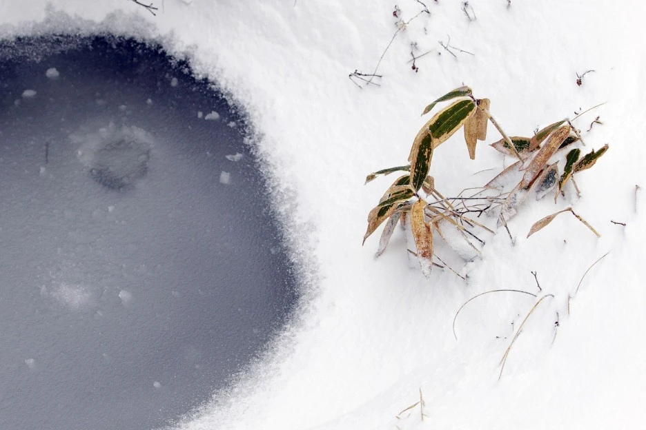 snow-4810788_1920.jpg?type=w1