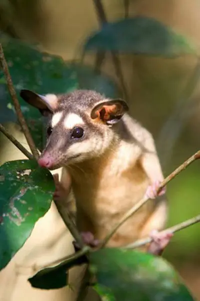 23356F4D51A6179001D1B6