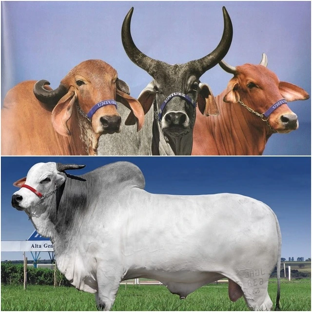 254F0E4954BA870501EFB8