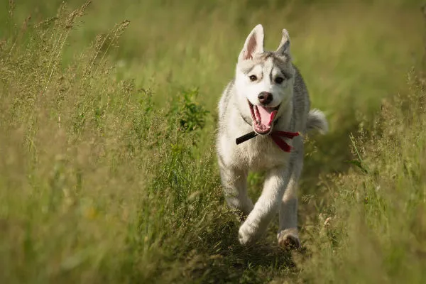 husky_running_body_image.jpg?type=w966