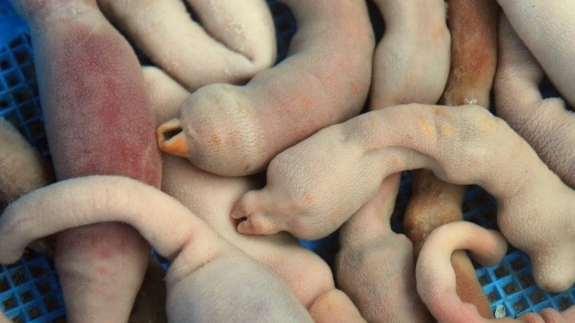 110E5E584D6C825F24-1 (2).jfif