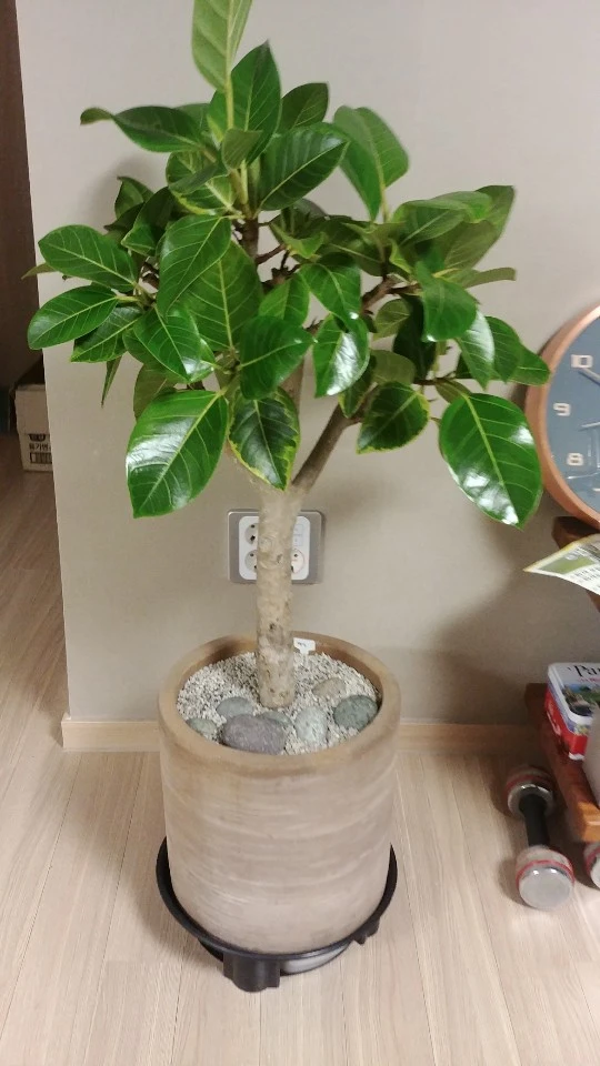 KakaoTalk_20200216_103053298_04.jpg?type=w1