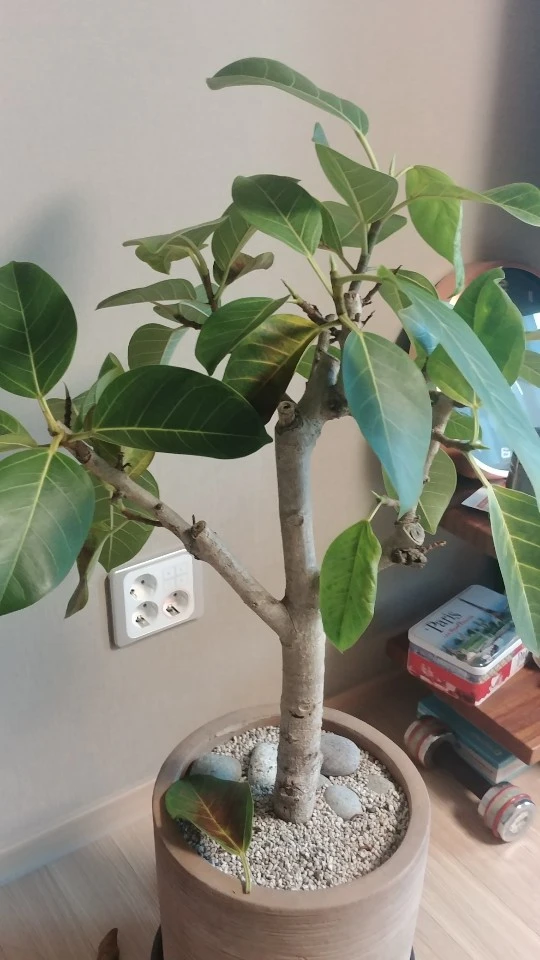 KakaoTalk_20200216_103053298_01.jpg?type=w1