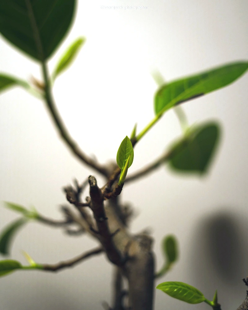 SE-f7960612-acf2-4a38-82bb-2427479f28cc.jpg?type=w1