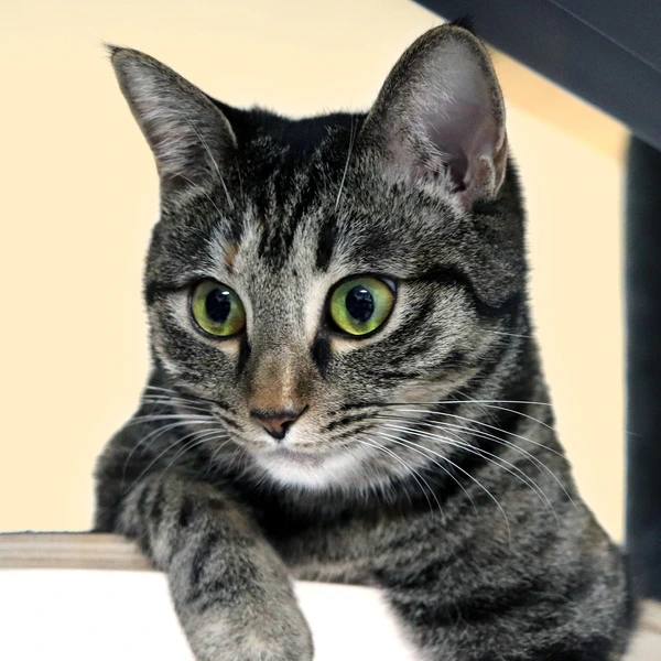 81370809_1582708040010_1_600x600.jfif